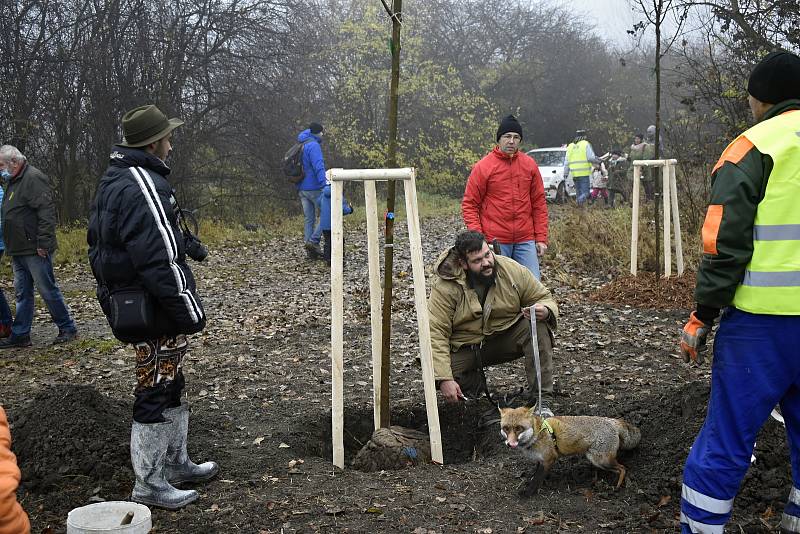 Východní část Prostějova, takzvaný cvikl v Čechůvkách, se stal místem kde se premiérově uskutečnila komunitní výsadba stromů. 13.11. 2021