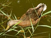 Úhyn devíti kačen na drozdovickém rybníku šetří magistrát. Příčinu určí veterinární pitva