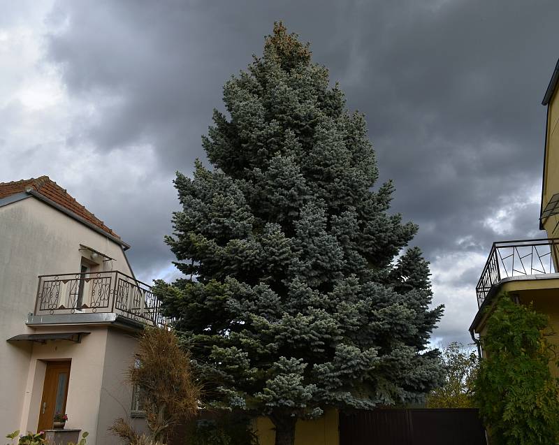 Prostějovský vánoční strom přijede na náměstí T. G. Masaryka z Vrahovic. 25. října 2022