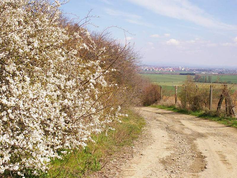 Dolní vinohrádky u Domamyslic jsou ojedinělým ostrůvkem teplomilné květeny v jinak zemědělsky silně zatížené krajině. Největší tamní drahocenností je modře kvetoucí hořec křížatý.