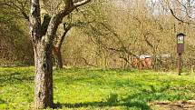 Dolní vinohrádky u Domamyslic jsou ojedinělým ostrůvkem teplomilné květeny v jinak zemědělsky silně zatížené krajině. Největší tamní drahocenností je modře kvetoucí hořec křížatý.