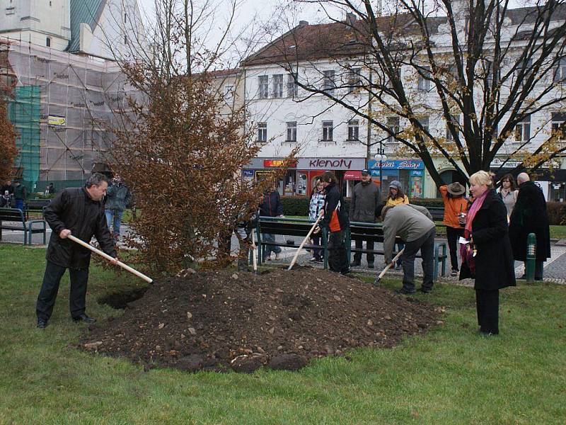 Prostějovské náměstí T.G.M. zdobí nový habr. Při usazení přiložili ruku k dílu i zástupci města a děti 