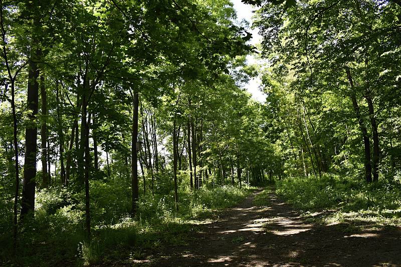 Úžasný kousek přírody přímo ve městě, to je prostějovský Biokoridor Hloučela. 27.5. 2020