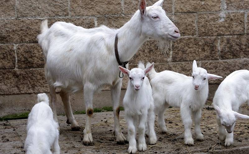 Návštěva na kozí farmě Rozinka v Čelechovicích na Hané