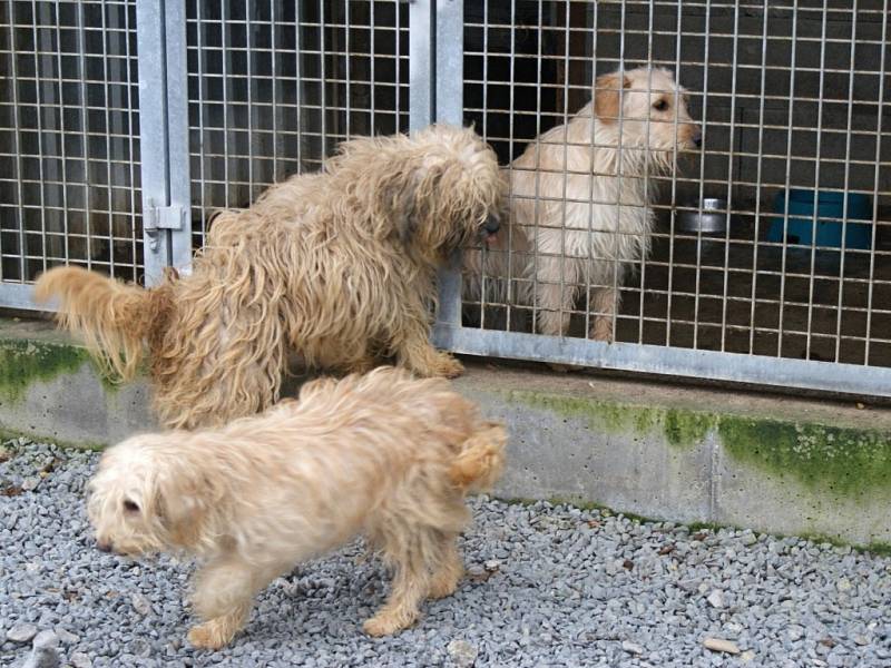 Na návštěvě v psím útulku Voříšek v Čechách pod Kosířem