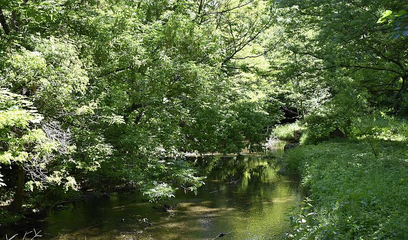 Úžasný kousek přírody přímo ve městě, to je prostějovský Biokoridor Hloučela. 27.5. 2020