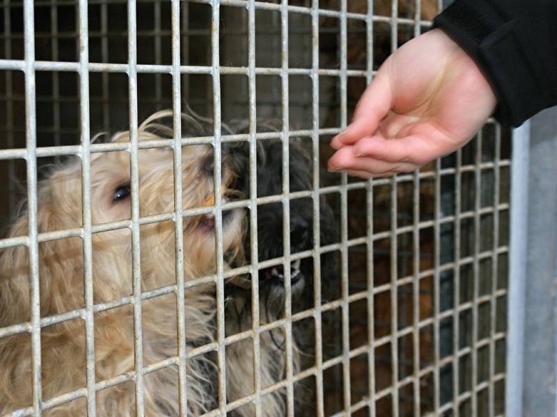 Na návštěvě v psím útulku Voříšek v Čechách pod Kosířem