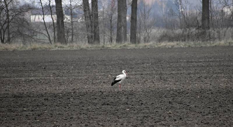 Nezamysličtí jsou na svého čápa Oskara právem hrdí. 2.4. 2021