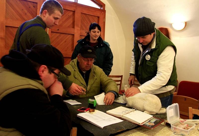 Výstava králíků a holubů v Kostelci na Hané