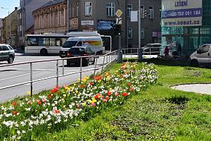 Vždy na jaře začnou prostějovské ulice hýřit barvami jarních květin.