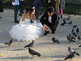 LOVCI FOTEK: Holubí svatba