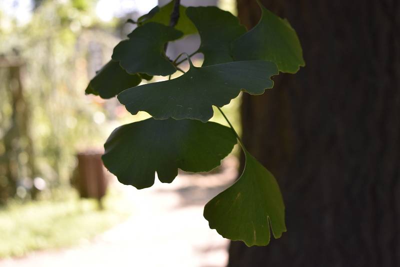 V Botanické zahradě se skrývá spousta zajímavé zeleně. Jinan dvoulaločný. 28.7.2020