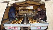 Sklizeň brambor ve Vrbátkách na Prostějovsku