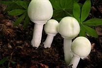 V některých nových publikacích o houbách však už jejich autoři žampiony popisují jako houby nebezpečné.