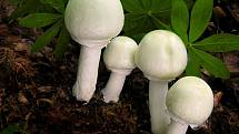 V některých nových publikacích o houbách však už jejich autoři žampiony popisují jako houby nebezpečné.
