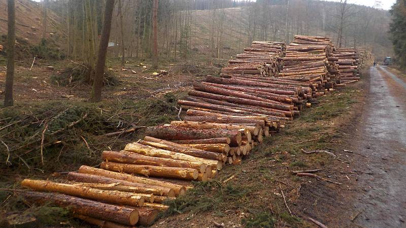 Těžba dřeva ve vojenských lesích u Prostějoviček