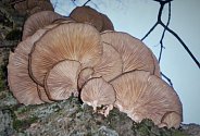  Hlíva ústřičná a Penízovka sametonohá - zimní houby zdravotně prospěšné.