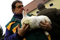 Výstava králíků a holubů v Kostelci na Hané