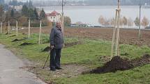 Alej malého Noe vznikla na staré cestě k přehradě v Plumlově