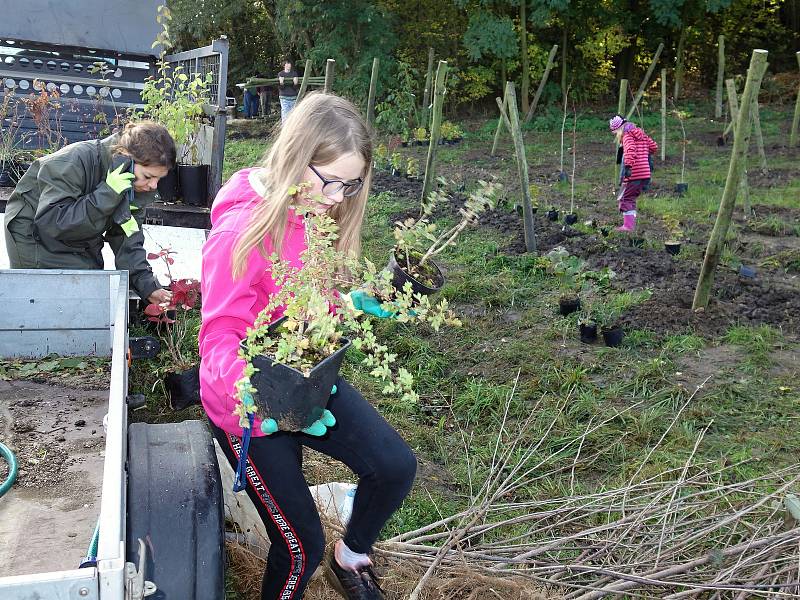 Sázení mladých stromků a keřů ve Vrchoslavicích v sobotu 12. října 2019