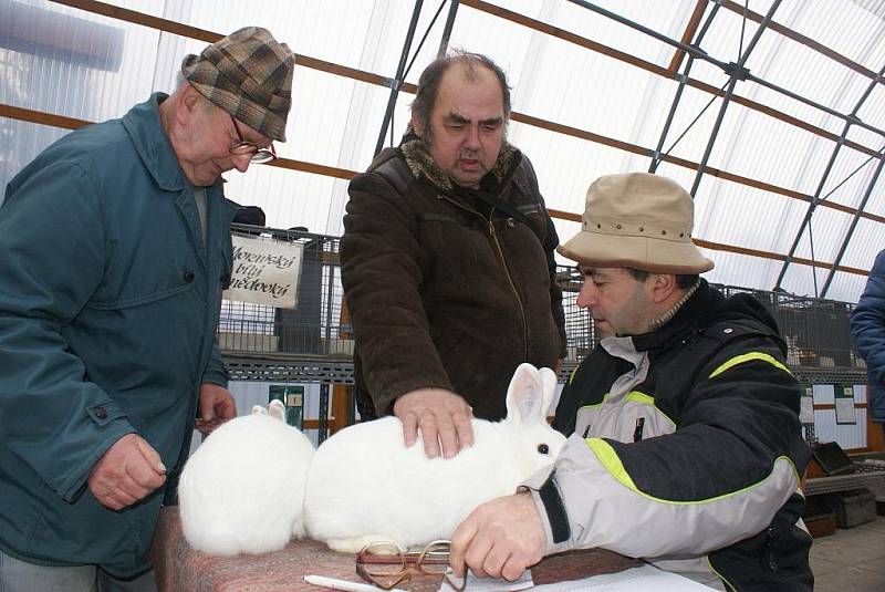 V areálu v Plumlovské ulici si dali dostaveníčko chovatelé králíků a holubů