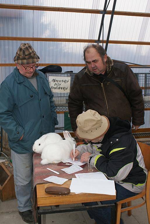 V areálu v Plumlovské ulici si dali dostaveníčko chovatelé králíků a holubů
