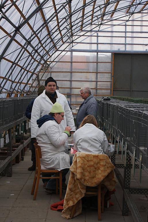 V areálu v Plumlovské ulici si dali dostaveníčko chovatelé králíků a holubů