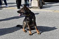 Policejní pes. Ilustrační foto