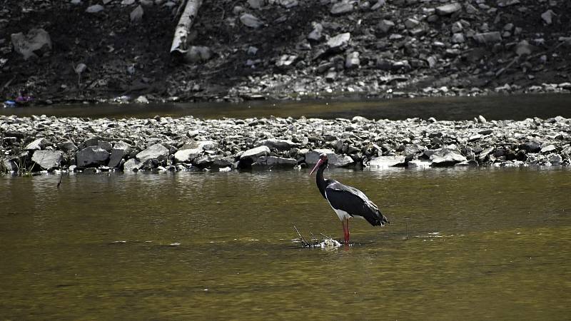 Sedimentační zdrž s mokřadem u vzdutí plumlovské přehrady. 22.4. 2021