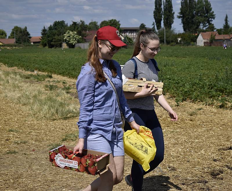 V pondělí 14. června byl zahájen letošní samosběr jahod v Prostějově.