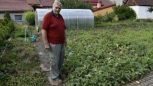 Zdeněk Dopita pěstuje melouny ve Služíně na zahradě.
