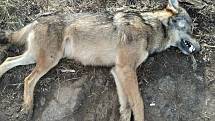 Nález mrtvého vlka v pondělí 17. ledna 2022 v blízkosti D46 u Olšan u Prostějova