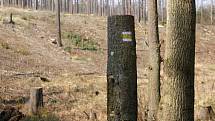 Těžba dřeva a zalesňování podél žluté turistické trasy z Pohodlí do Seče - konec března 2020