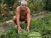 Antonín Jurčík se úspěšně věnuje pěstování vodních melounů.