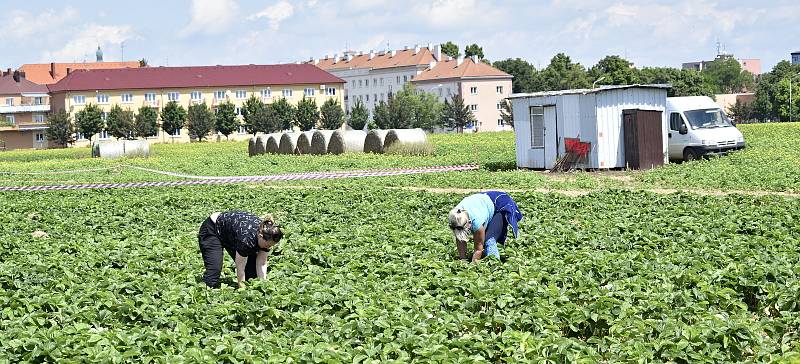 Samosběr v prostějovské jahodárně, 2. června 2022