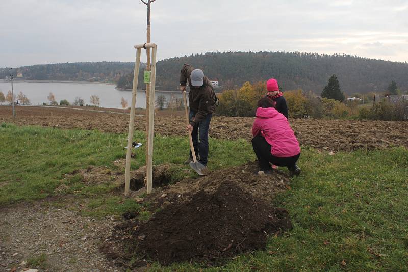 Alej malého Noe vznikla na staré cestě k přehradě v Plumlově