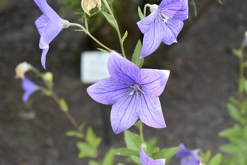 V Botanické zahradě se skrývá spousta zajímavé zeleně. Boubelka velkokvětá. 28.7.2020