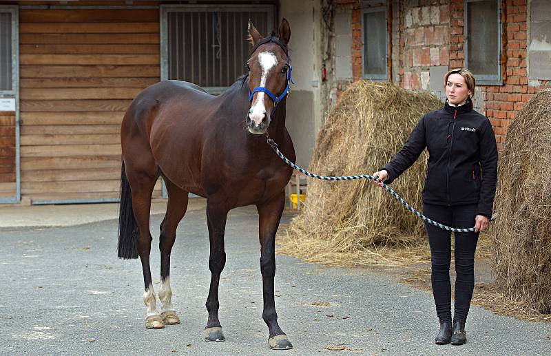 Koně trenéra Stanislava Popelky z Hvozdu u Prostějova se chystají na Velkou pardubickou.Kůň LOMBARGINI.