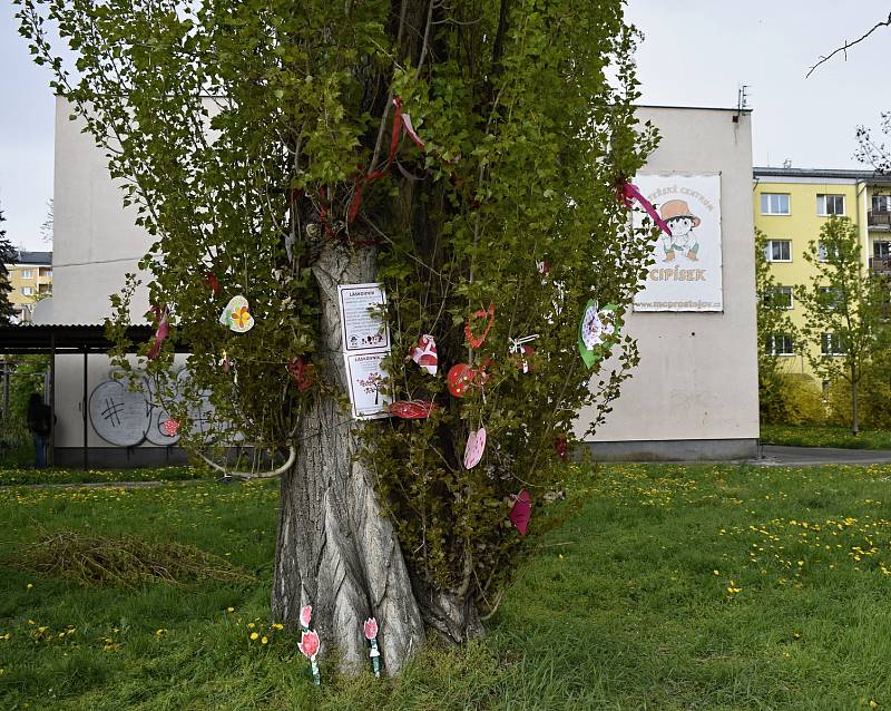 Před prostějovským Mateřským centrem Cipísek vyrostl strom Láskovník.