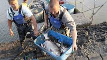 Odlov ryb na plumlovské přehradě - Tolstolobici