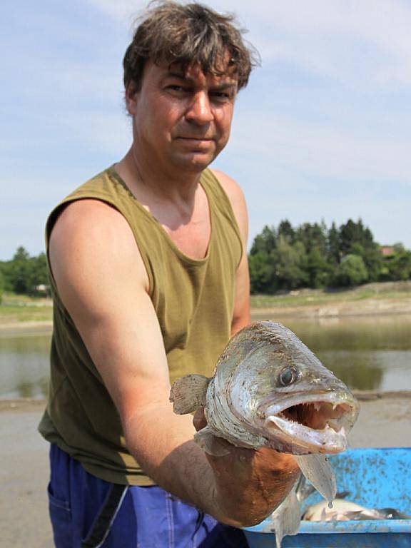 Odlov ryb na plumlovské přehradě - Zubatý candát