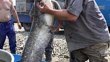 Odlov ryb na plumlovské přehradě