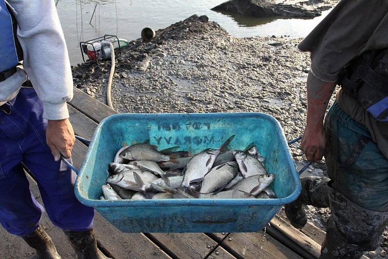 Odlov ryb na plumlovské přehradě - vanička s cejny
