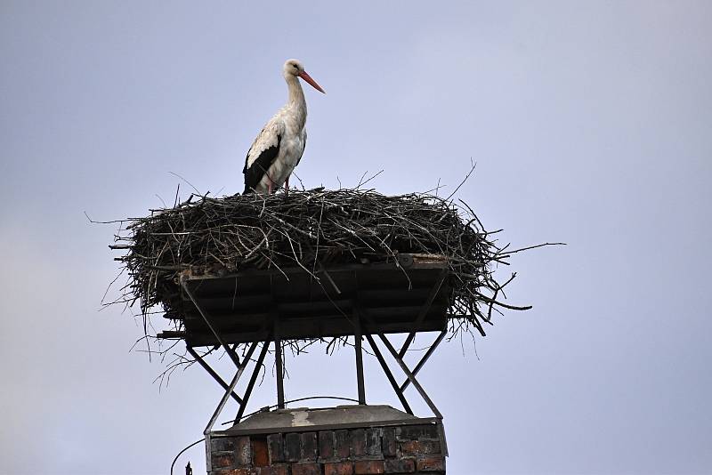 Posel jara v podobě čápa už trůní i na svém komíně v Němčicích nad Hanou.