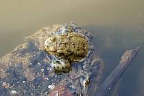 Žáby u rybníků v Hamrech.