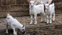 Návštěva na kozí farmě Rozinka v Čelechovicích na Hané