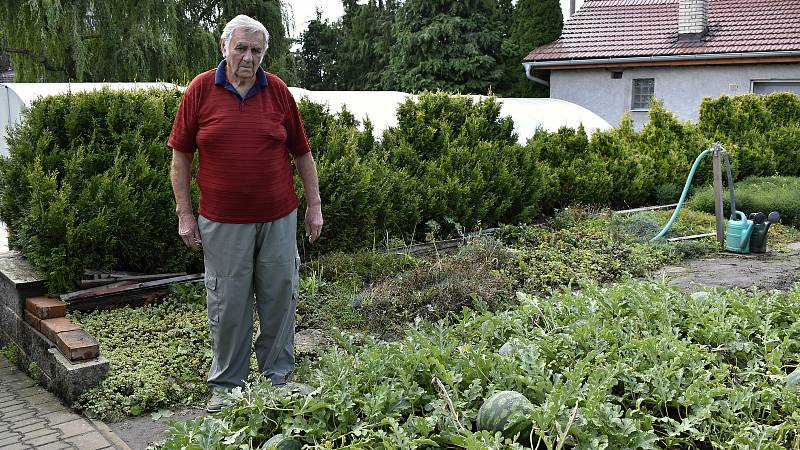 Zdeněk Dopita pěstuje melouny ve Služíně na zahradě.