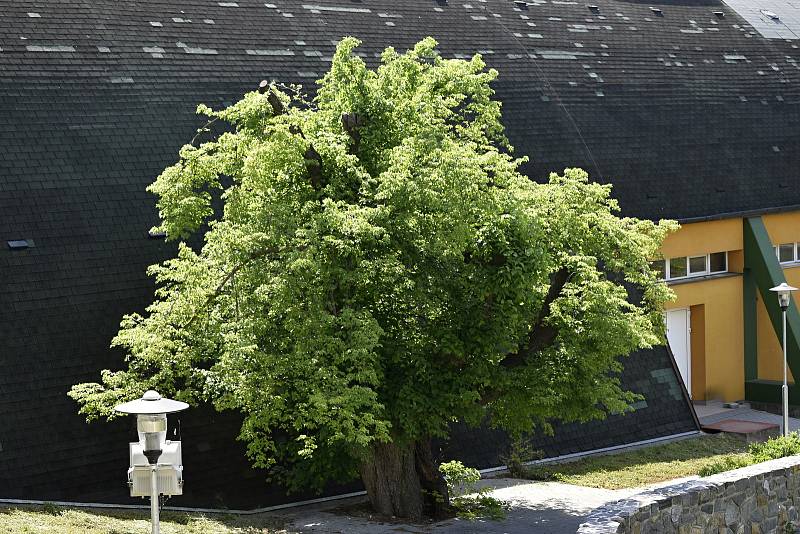 Kostelecké krbál získal ocenění v celostátní anketě Strom roku - titul Strom hrdina.