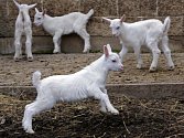 Návštěva na kozí farmě Rozinka v Čelechovicích na Hané