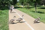 U městského rybníka v Prostějově žije desetičlenná rodinka labutí, která má i vlastní dopravní značku.